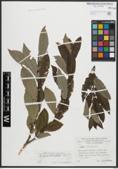 Foto von Salix appendiculata Vill.